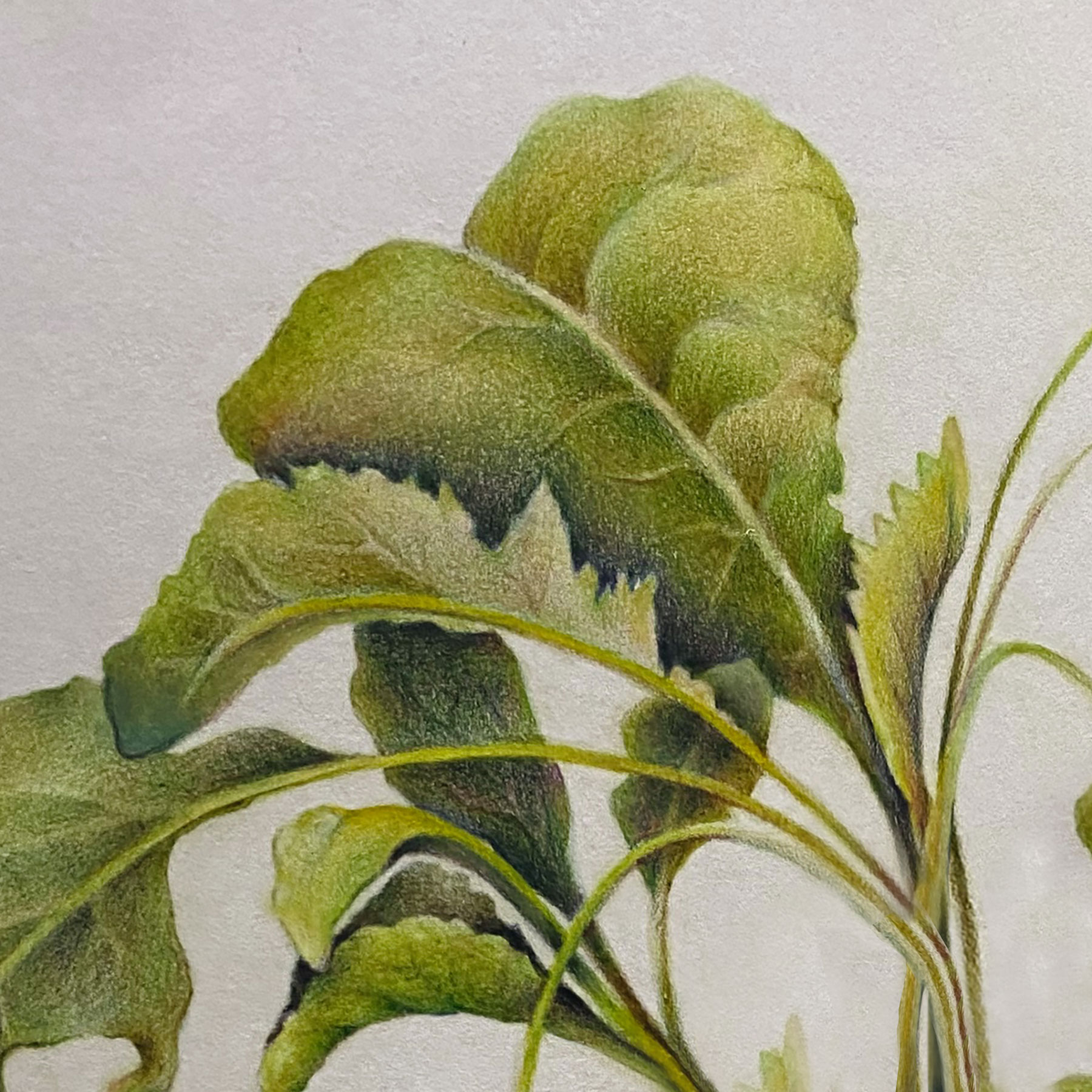 Colored Pencil Radish Leaves